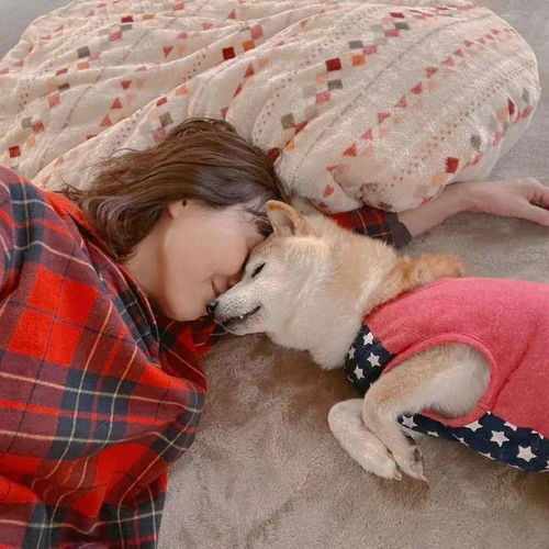 doge表情包柴犬生命垂危陪伴我们10年的表情包要离开了吗