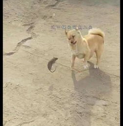 老鼠想要跳起来咬狗,狗狗的表情认真又滑稽我今天要教训你