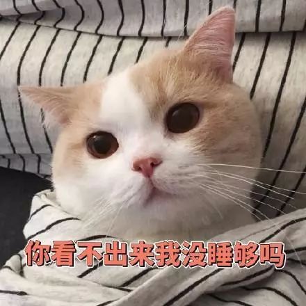 表情包你看不出来我没睡够吗