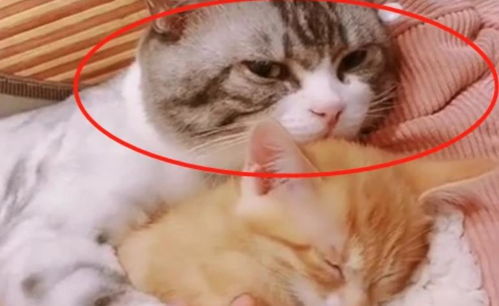 猫咪抱着小媳妇在休息,被铲屎官打扰后,猫咪的表情笑喷