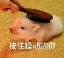 想不到吧别整天只会发表情,你知道那些表情包来源吗