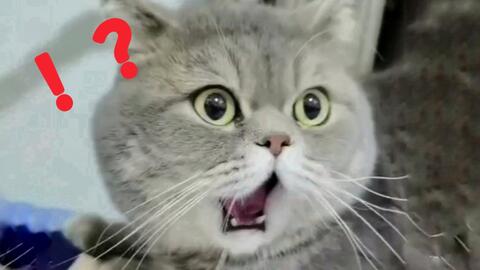 猫会做什么梦,捕猎玩耍