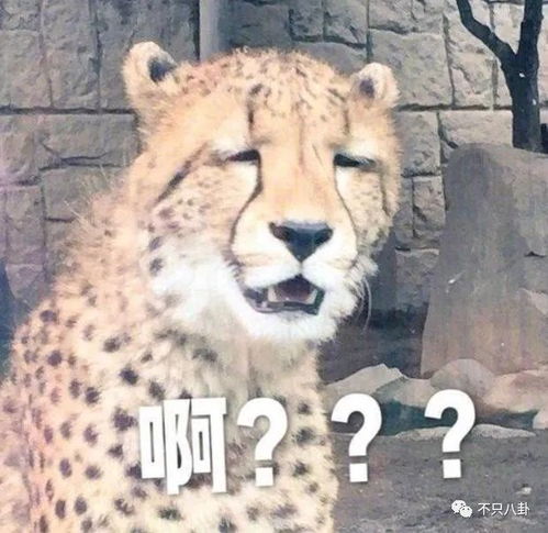 这么阴阳怪气地说话,她是在赶粉吗