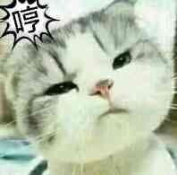 小猫鬼畜表情包