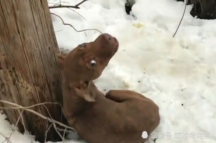 流浪狗在雪地冻得发抖,叫声不断,被救时狗狗的表情让人落泪