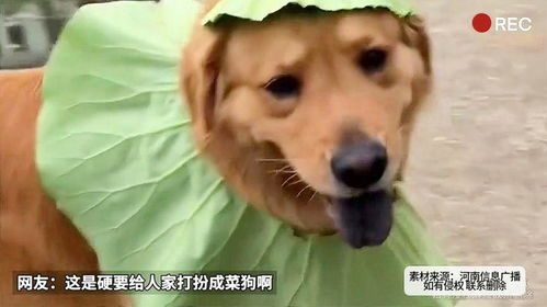 天气太热男子用荷叶给狗做了件凉衣你别说还挺合身的
