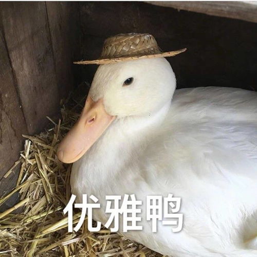 幽默笑话一女子网上求助问为什么我一直打嗝,神回复屁迷路了