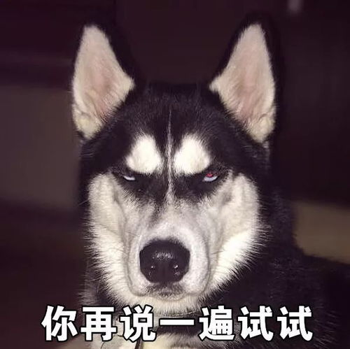 一套哈士奇表情包,收好不谢搜狐宠物搜狐网
