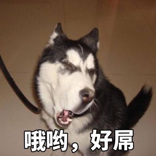 哈士奇自己学会了跑酷,主人要是看见,免不了挨一顿揍