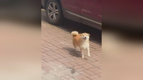 狗狗喜笑颜开又蹦又跳,表情和步伐像极了在舞狮