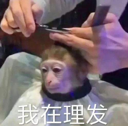 一组猴猴表情包