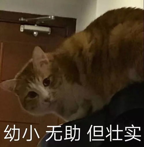 得瑟表情包毒蚊子