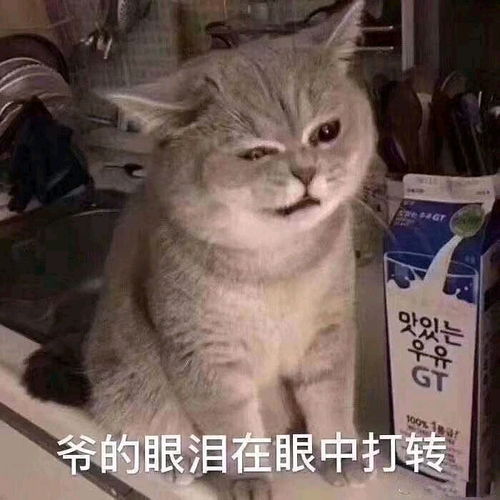 动物表情包