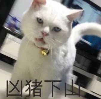 谁还不是个宝宝呢萌宠表情包
