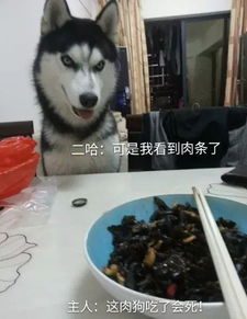 想必这主人和二哈有的一拼
